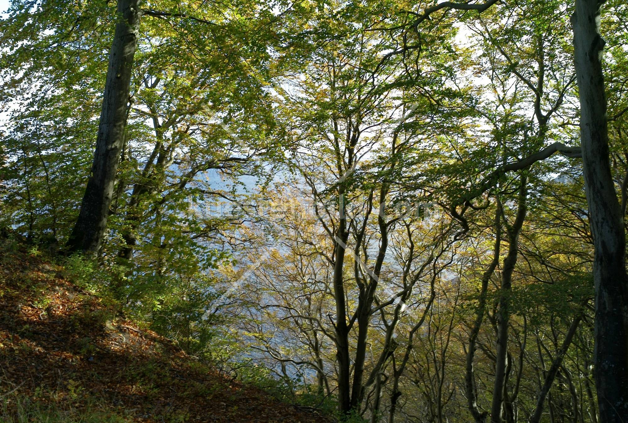 Kreideküste, Herbstwald am Königsstuhl