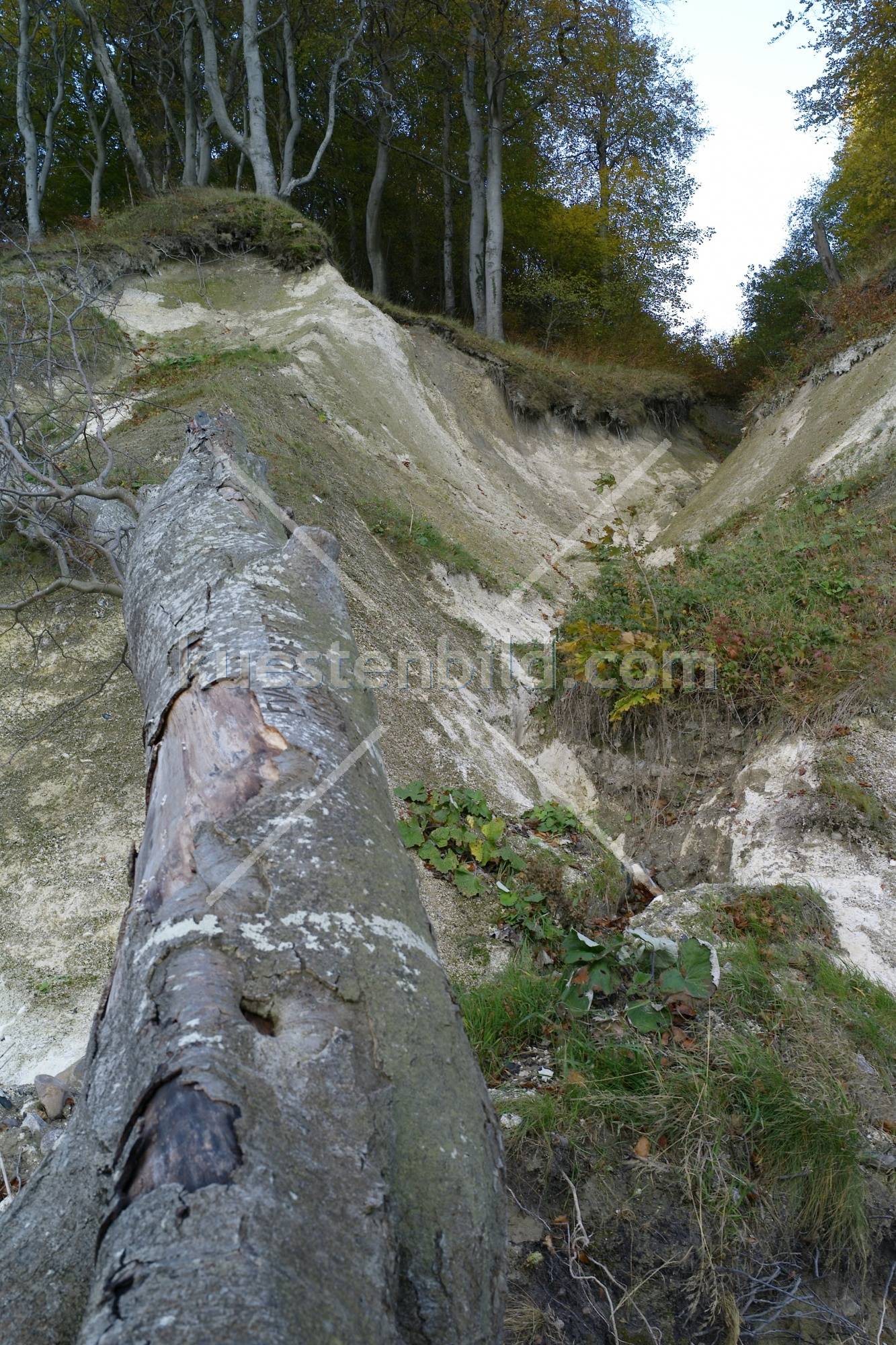 Umgestrzter Baum am Kiesstrand vor Kreidekste