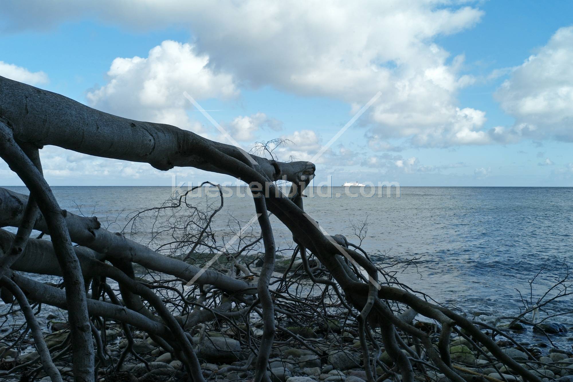 Kreidekste, umgestrzter Baum am Kiesstrand