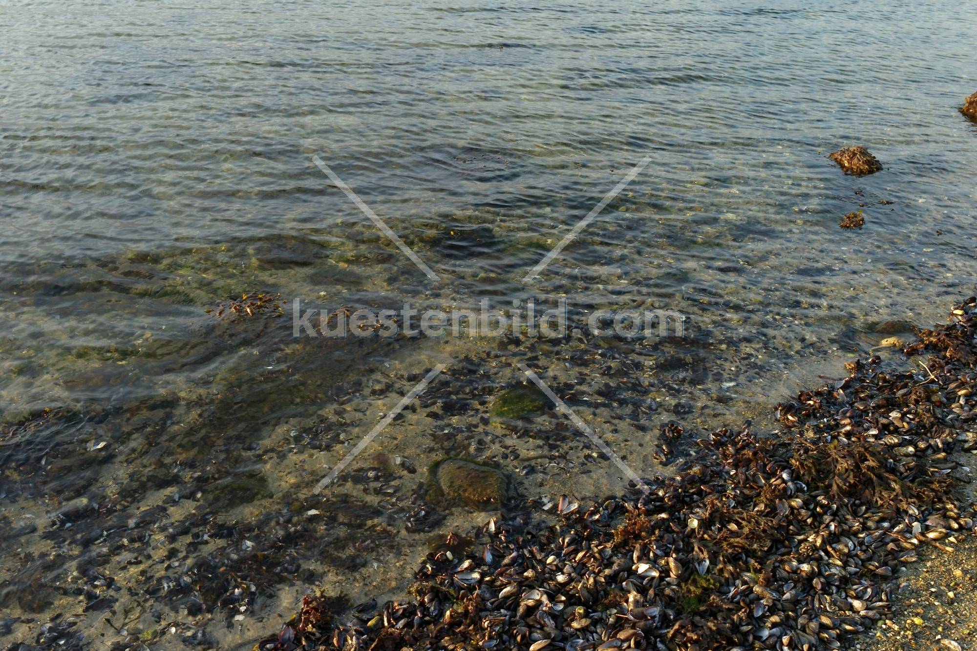 Förde Wassersaum mit Muscheln