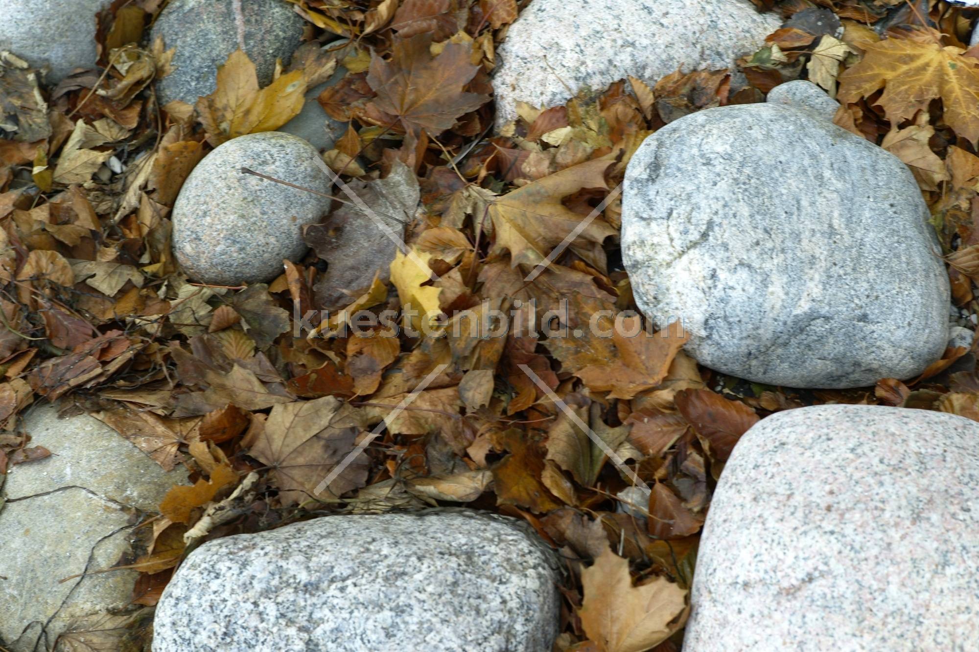 Kiesel mit Herbstlaub