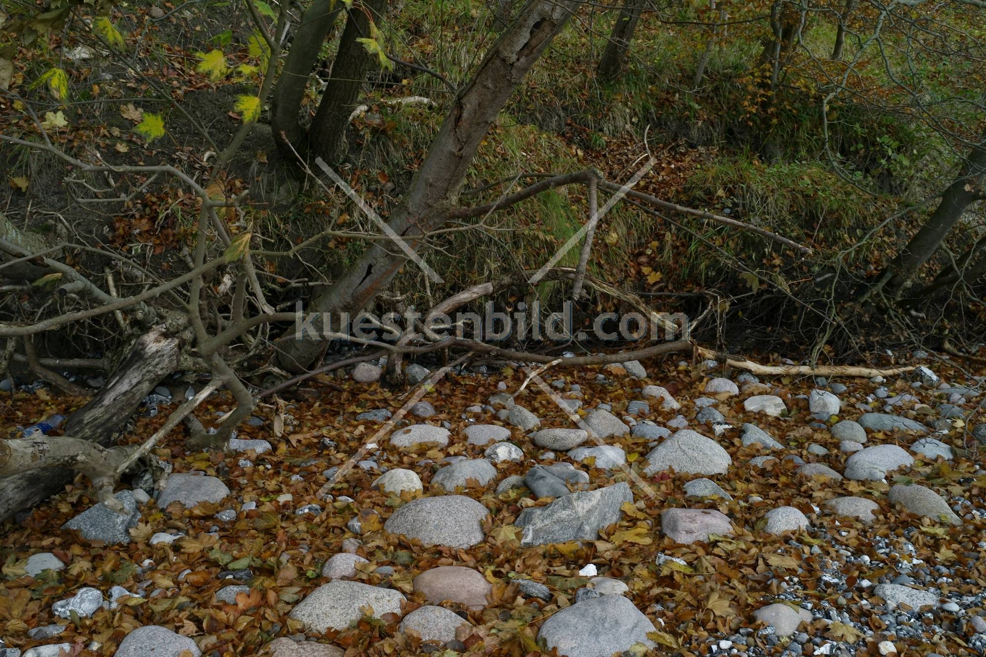 Herbstlaub auf Kiesstrand