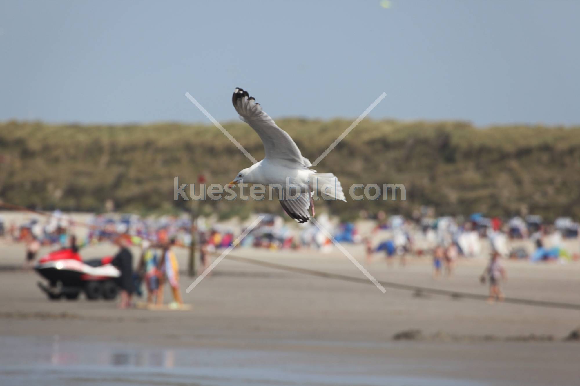 Möwe vor Strand
