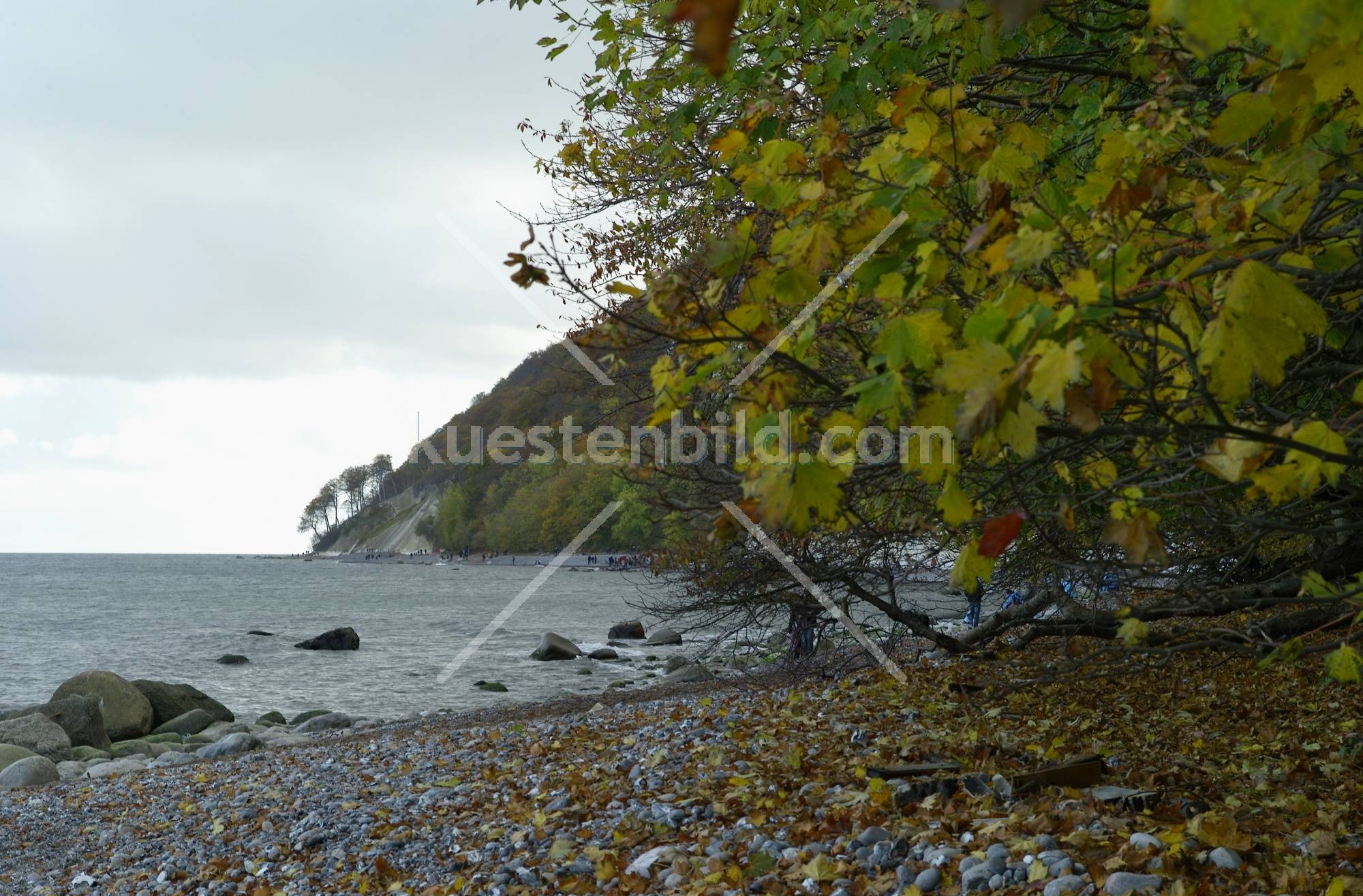 Kreideküste, herbstlicher Kiesstrand am Königsstuhl