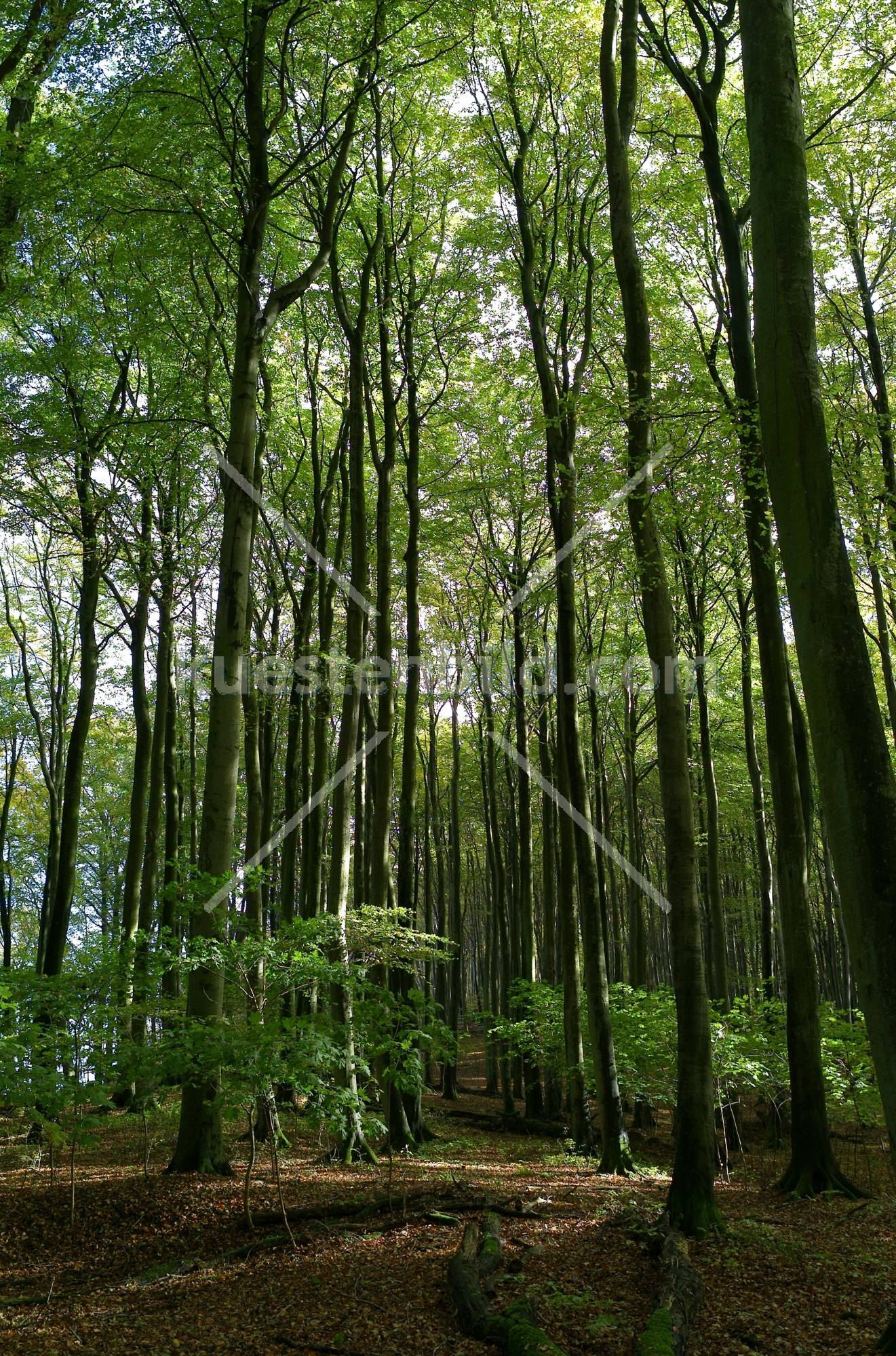 Buchenwald in der Stubbenkammer am Königsstuhl