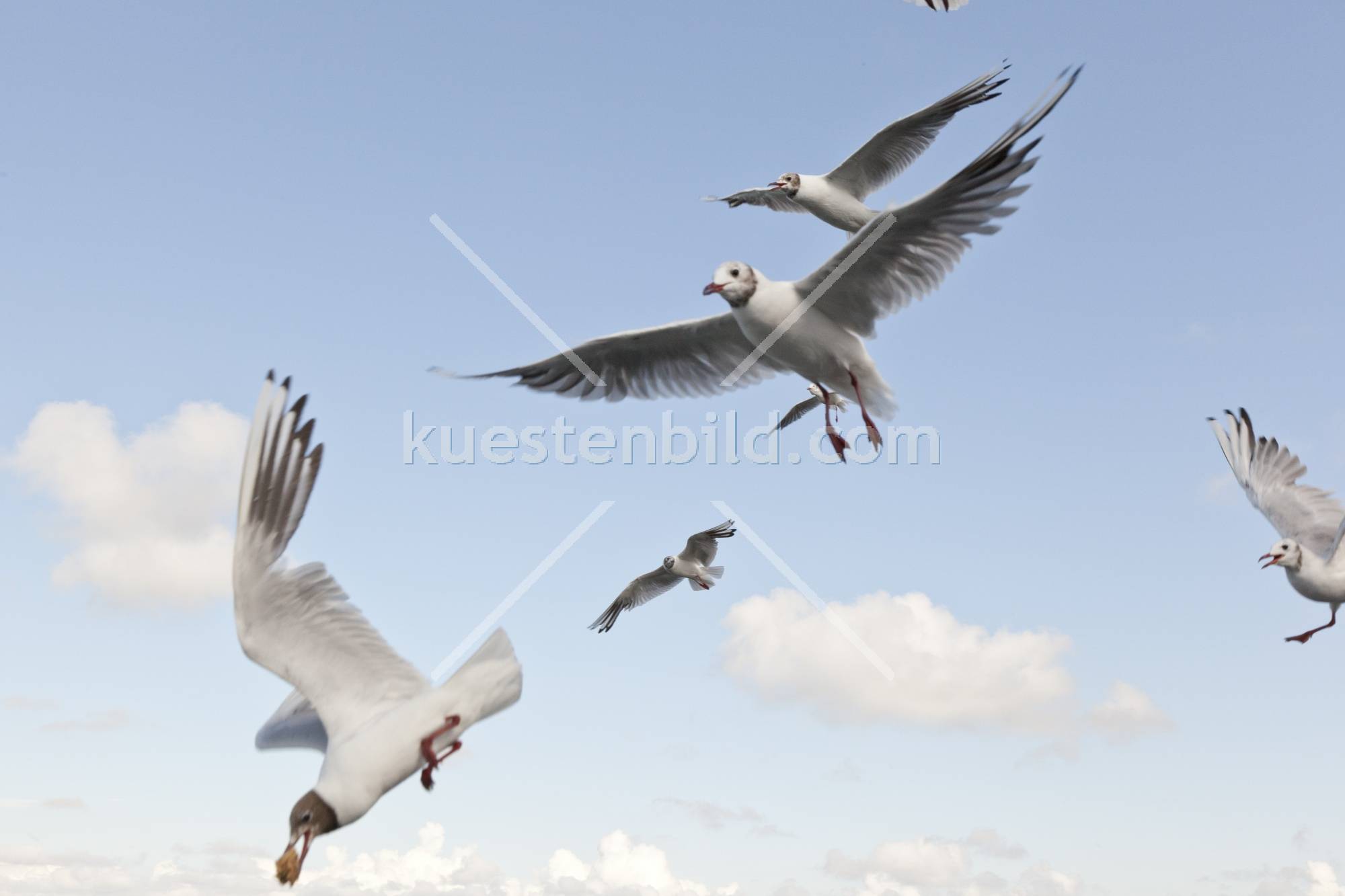 Möwen bei Fütterung
