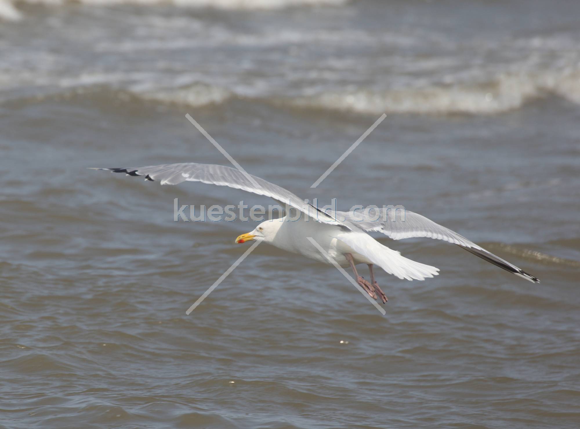 Möwe im Flug