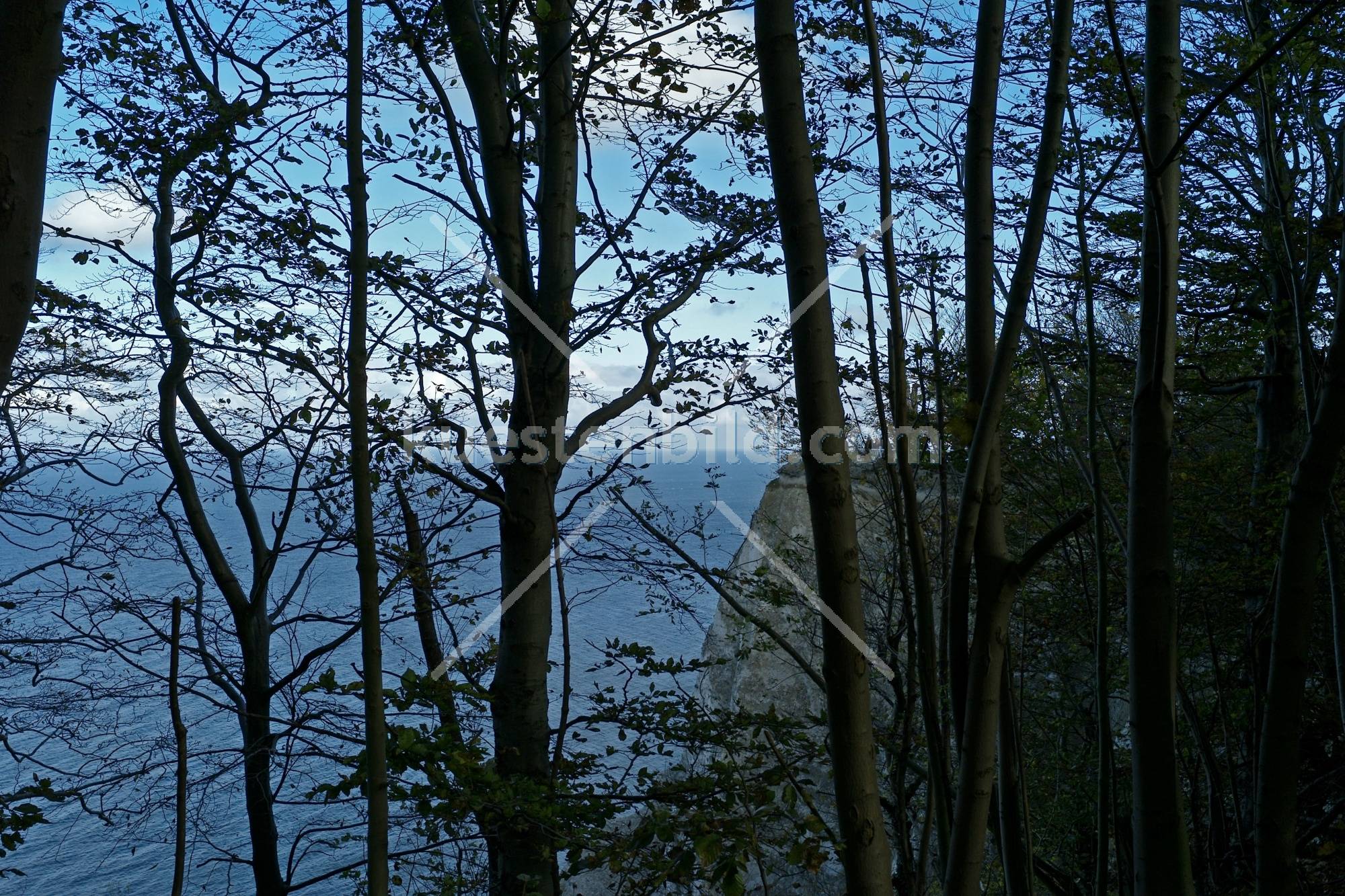 Kreidekste, Blick durch Buchenwald auf Kreidefelsen und Ostsee