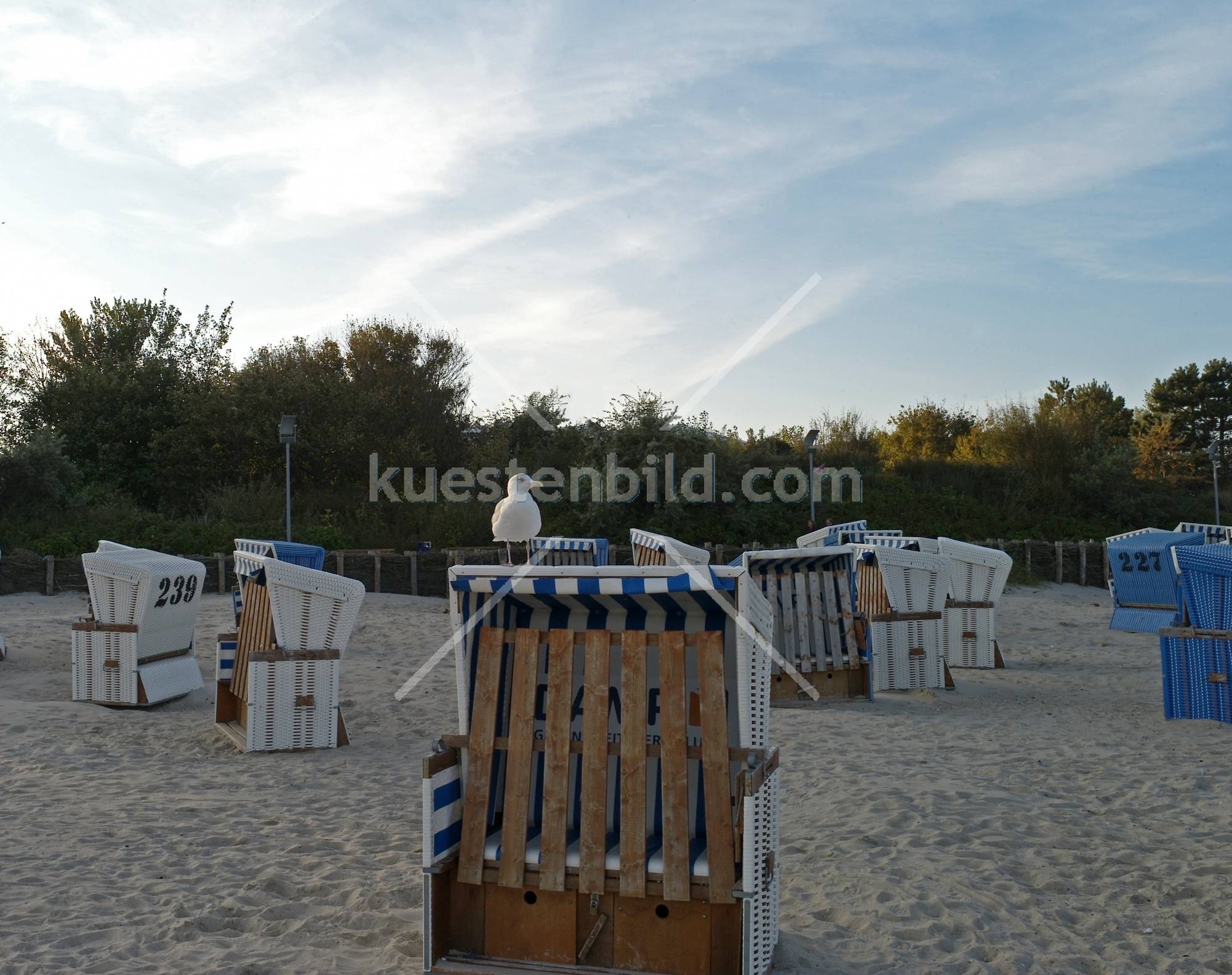 Möwe auf Strandkorb