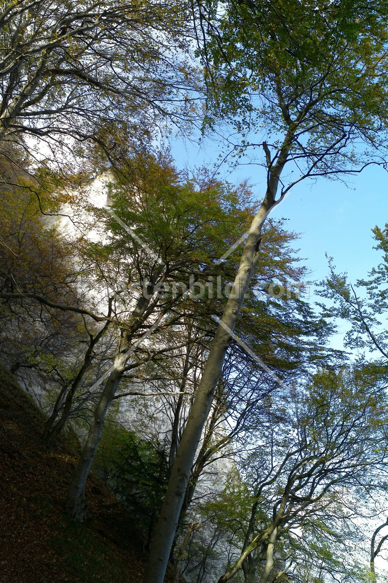 Kreideküste, Blick durch Buchen auf Kreidefelsen