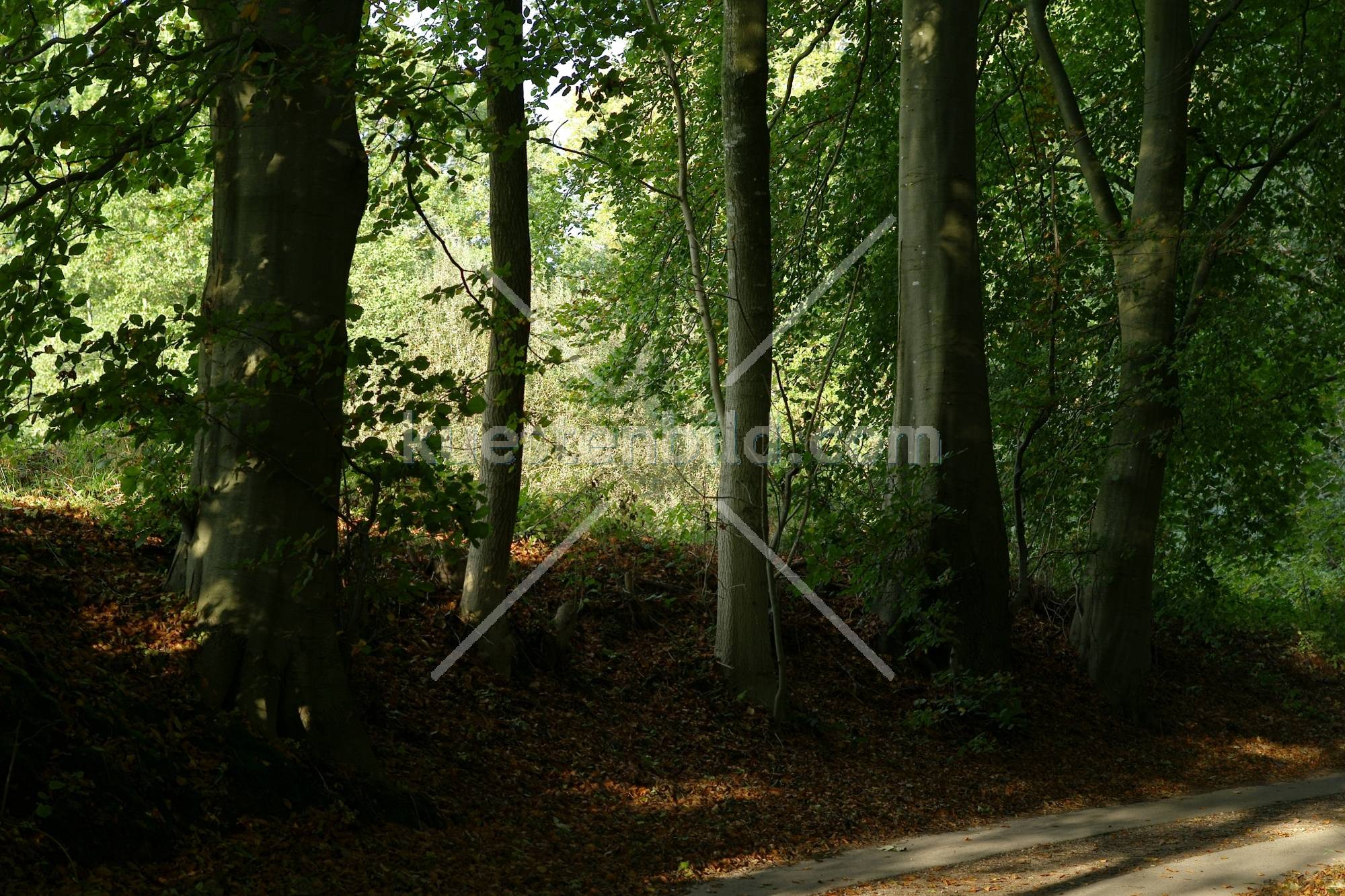 Holnis Herbstwald
