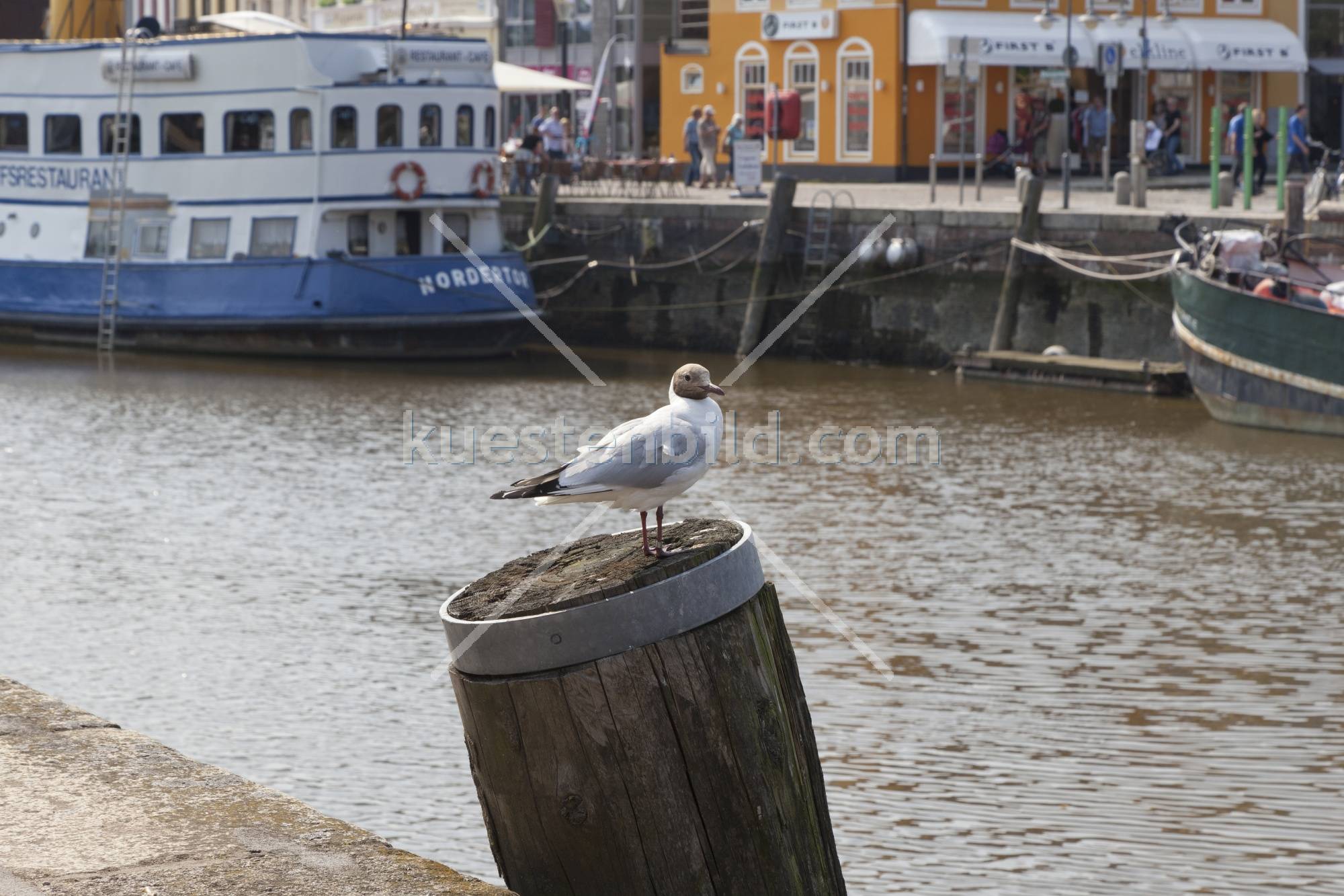 Möwe auf Duckdalben