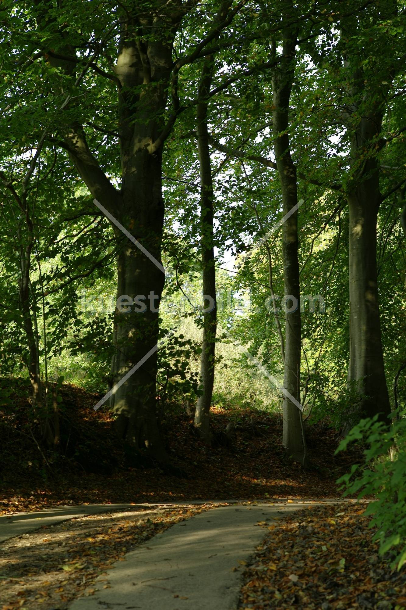 Holnis, Weg im Buchenwald