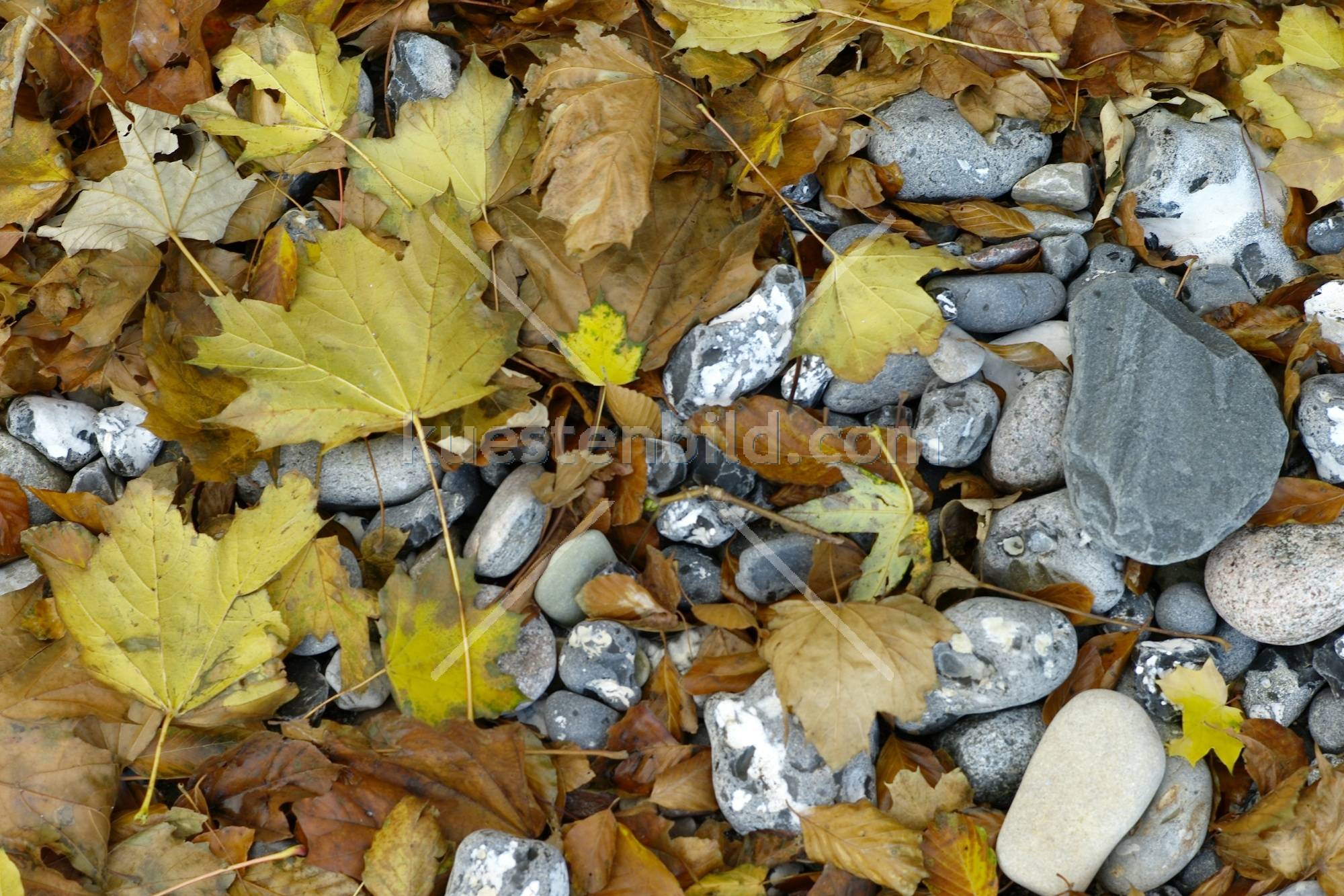 Kreideküste, Herbstlaub am Kiesstrand