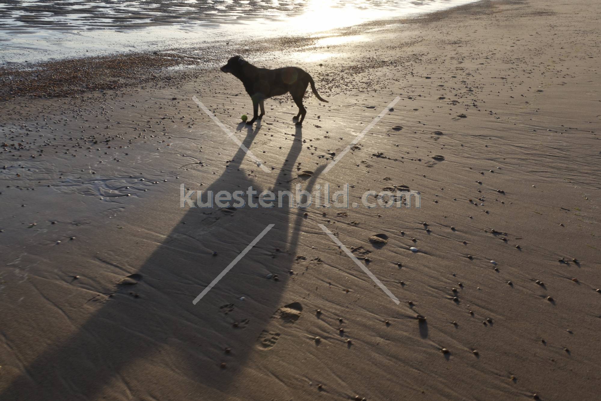 Hund im Abendlicht