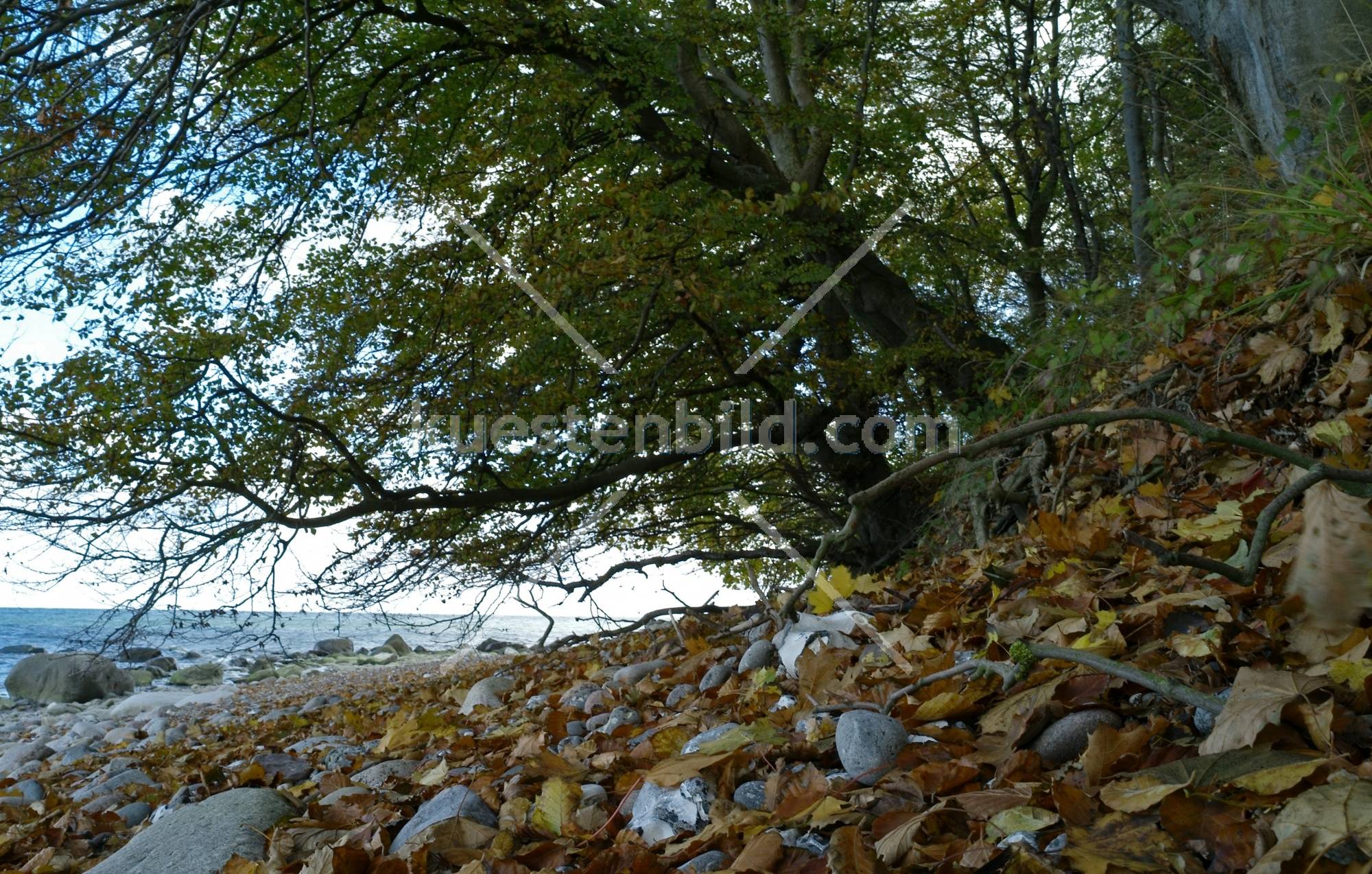 Kreideküste, herbstlicher Kiesstrand Kreideküste Rügen