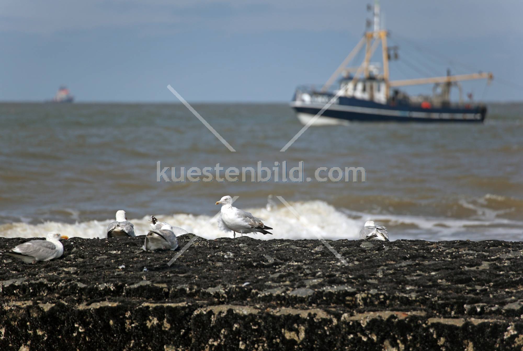 Möwe vor Fischkutter