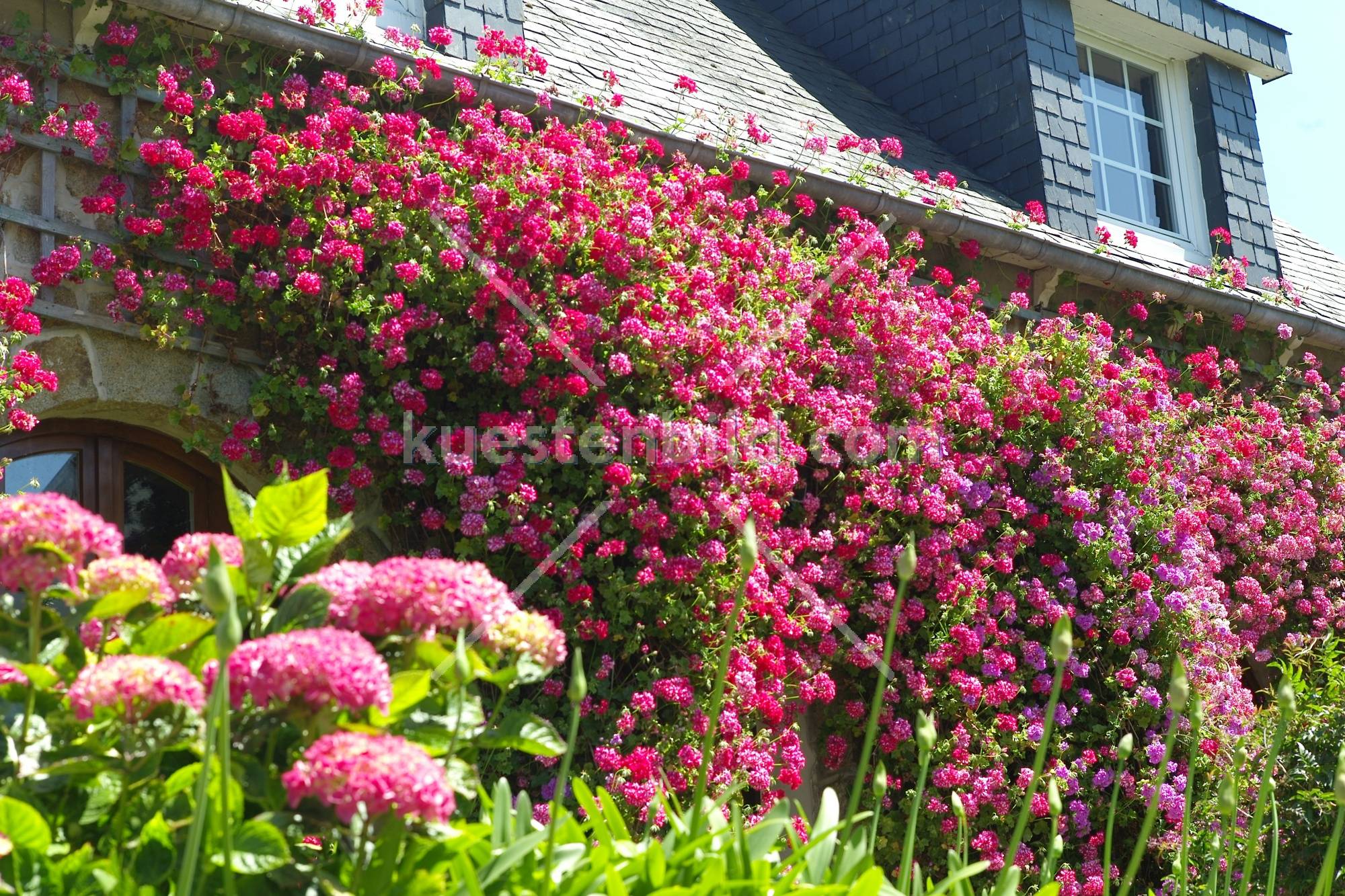 Blumenhaus