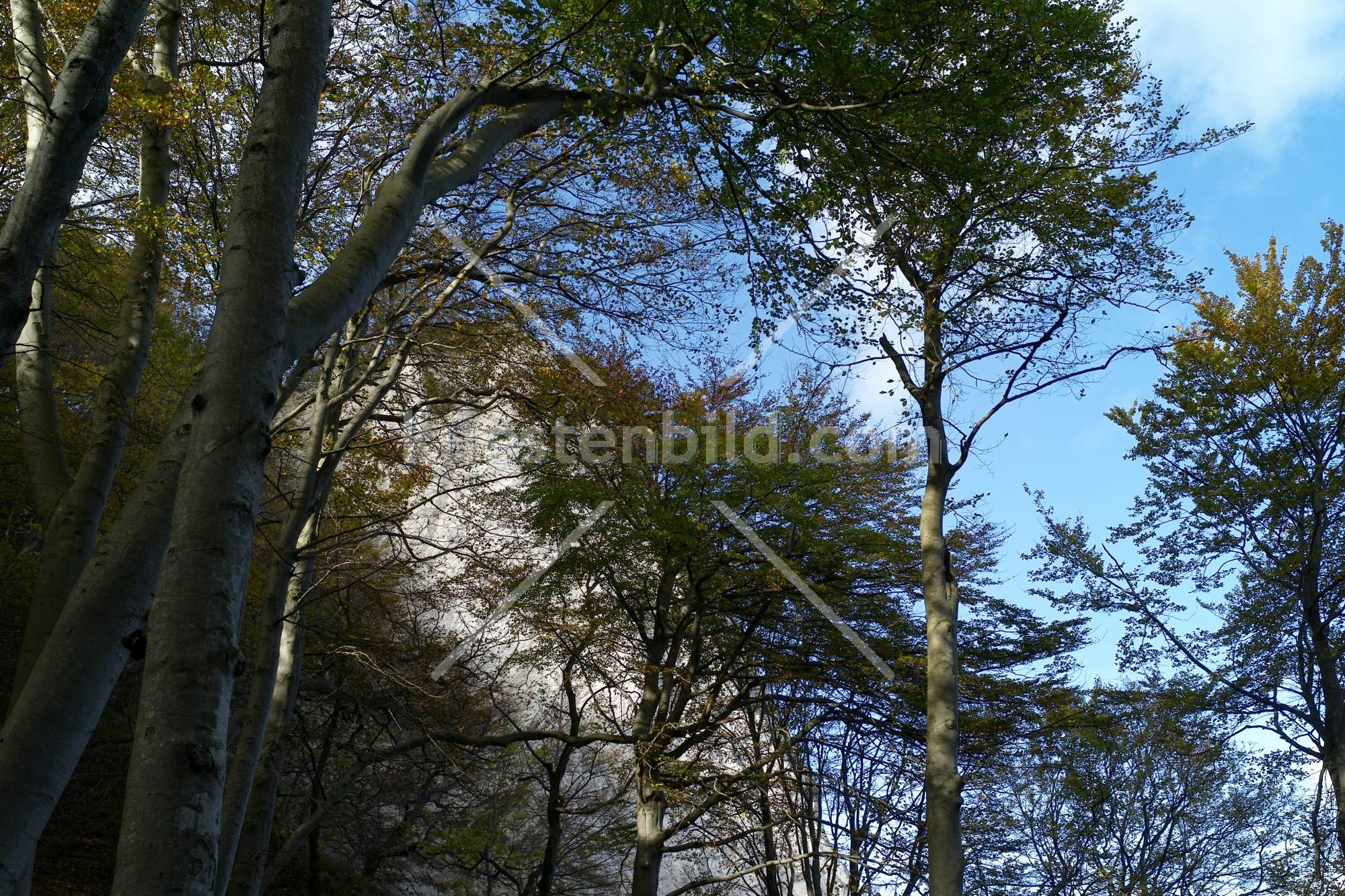 Kreideküste, Blick durch Buchenwald auf Kreidefelsen