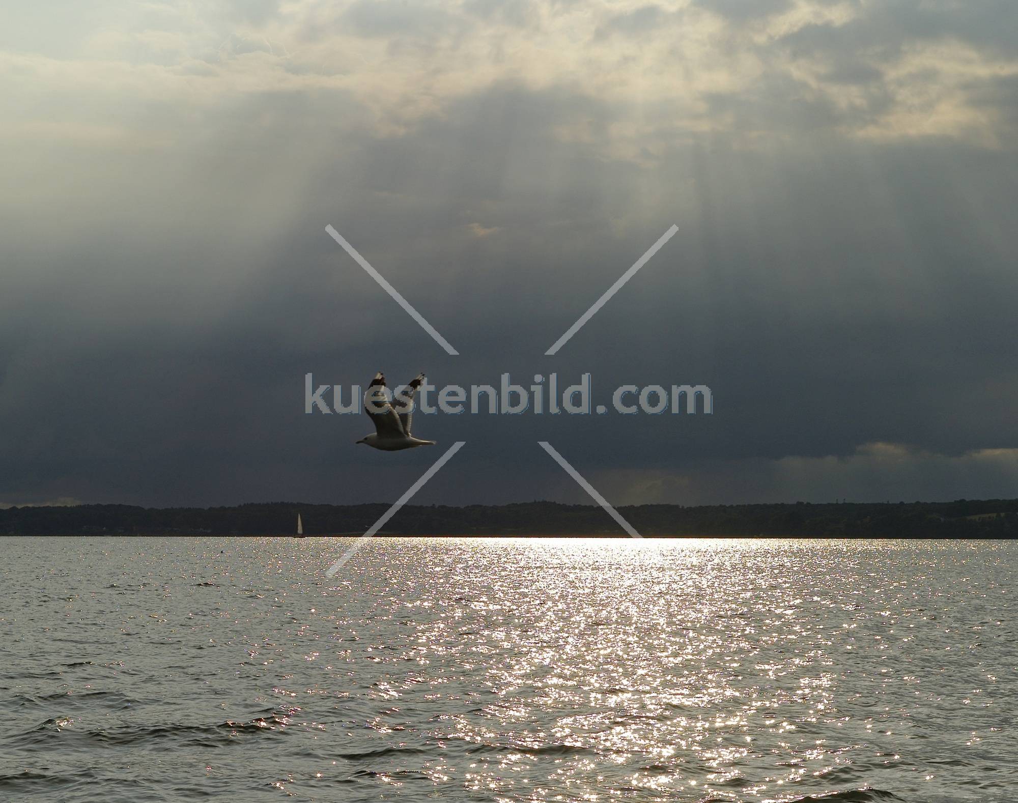 Möwe vor Regenfront