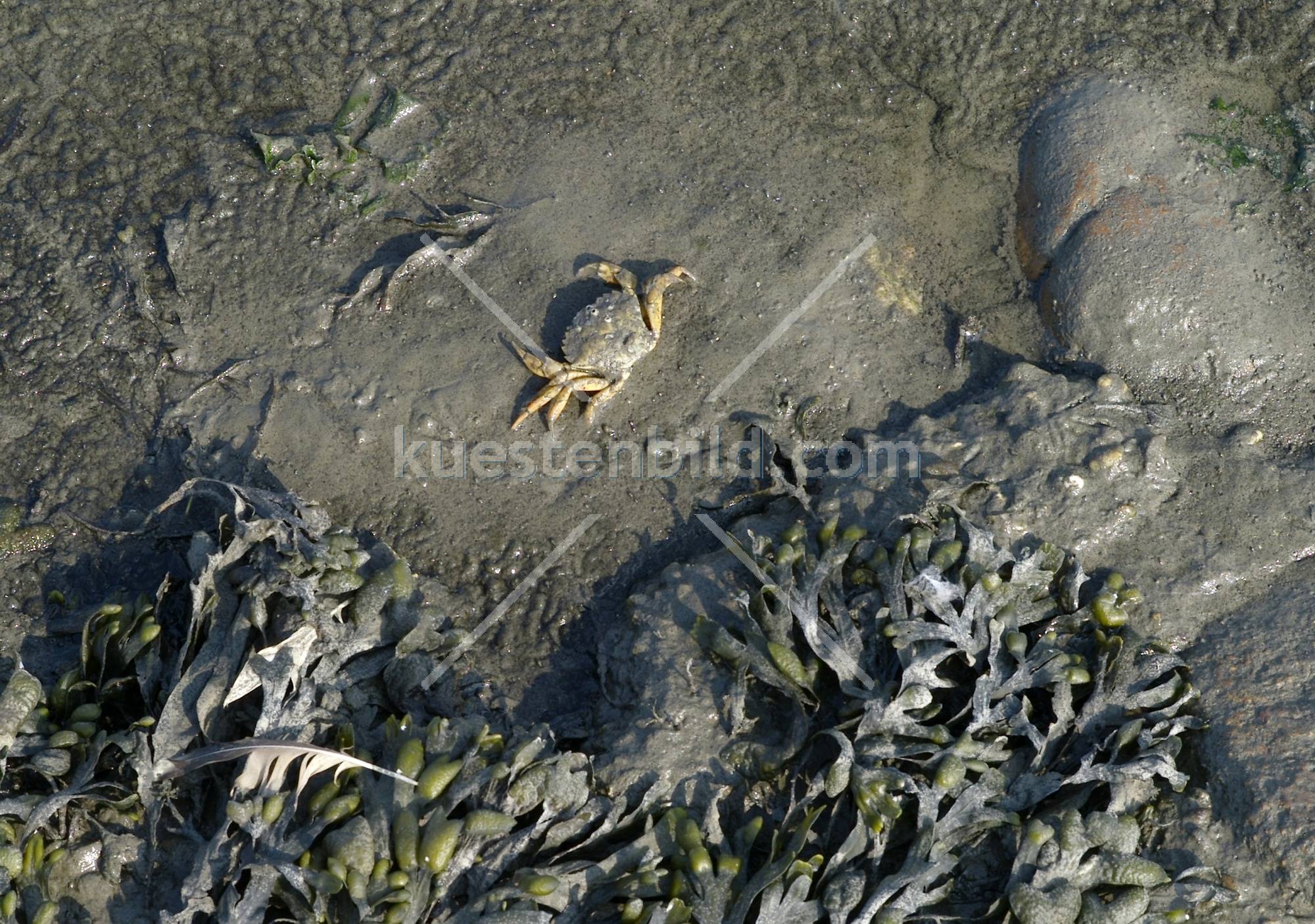 Strandkrabbe im Watt