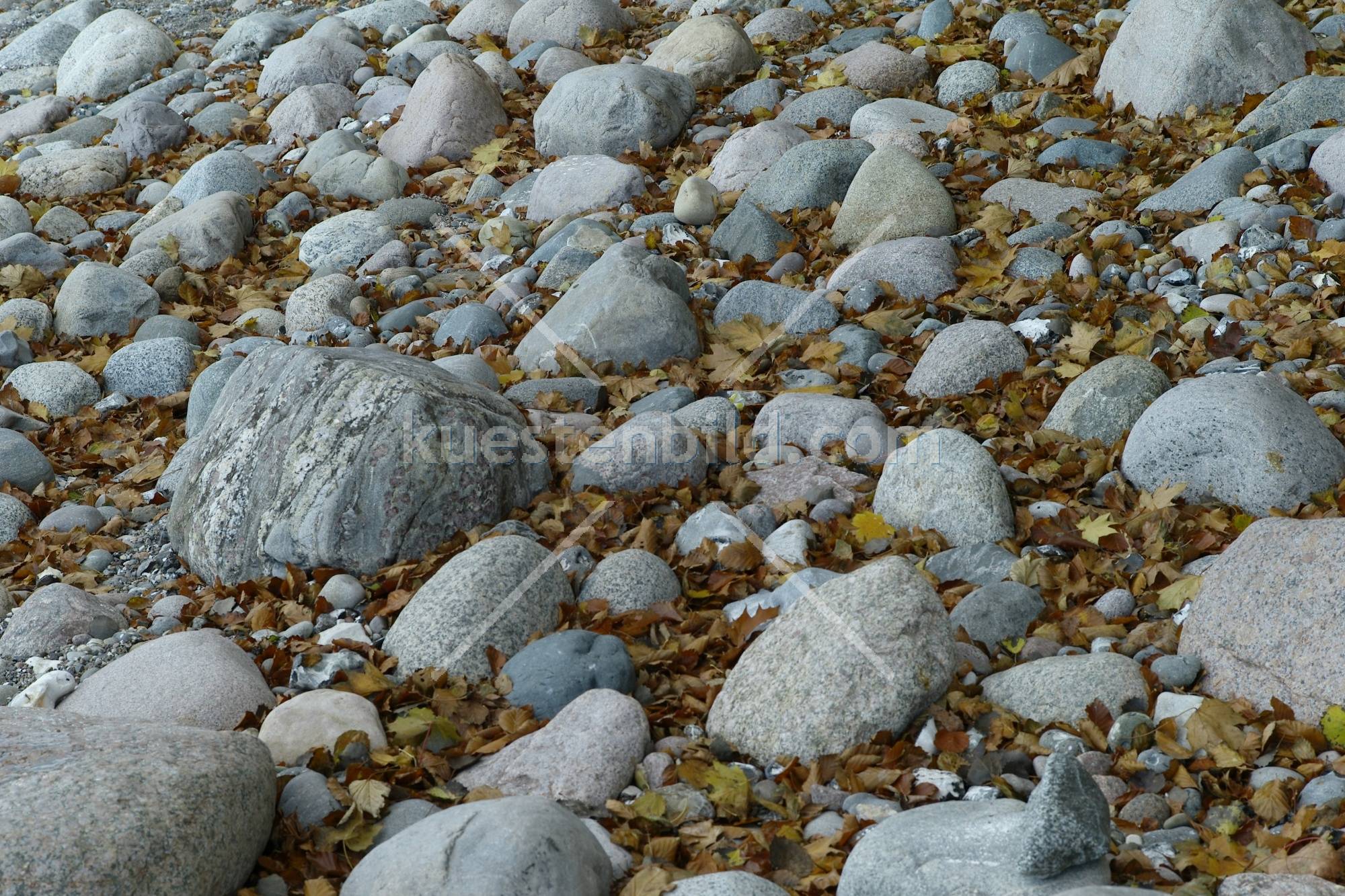 Kreideküste, Kiesstrand mit Herbstlaub