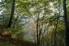 stubbenkammer, knigsstuhl, sonnenlicht, herbst, buchenwald, 
