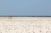 strand, muscheln, kieselsteine, menschen, nordsee, leute, weite, himmel, blau, 