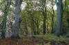 baumstmme, stubbenkammer, knigsstuhl, herbst, buchenwald, 