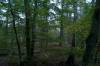 herbst, bume, wald, ostsee, dar, 