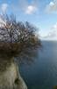 herbst, baum, ostsee, rgen, kreidefelsen, 