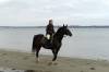 junge frau auf pferd, strand, ostsee, freizeit, reiten, 