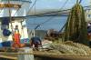 fischerei, mannschaft, vorbereitungen, arbeit, netze, sonne, bord, hafen, 