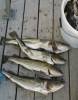 tote fische, rgen, ostsee, dorsche, fischfang, 