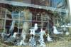 schaufenster, keramik, vgel, souvenirs, dar, ostsee, prerow, 