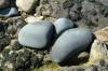 bewachsene felsen, runde steine, blaue steine, bretagne, frankreich, detailansicht, 