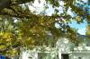 ostsee, dar, prerow, weie villa, gelbes laub, 