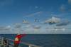 ostsee, ftterung, mwen, kind, mutter, 