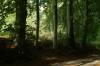 halbinsel holnis, buchenwald, wandergbiet, bume, wanderweg, 