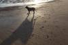  hund, strand, abendstimmung, nordsee, abendlicht, 