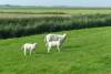 schafe, lmmer, muttertier, deich, holland, grn, niedlich, freizeit, 
