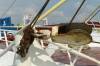 detail, fischtrawler, deck, fischerei, rostig, stahlseile, eisen, block, 
