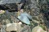 atlantik, bretagne, pointe du chateau, steine, runde steine, detail, 