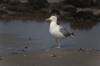 mwe, buhne, nordsee, strand, natur, 