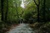 eingang, buchen, herbstwald, nationalparkzentrum knigsstuhl, rgen, 