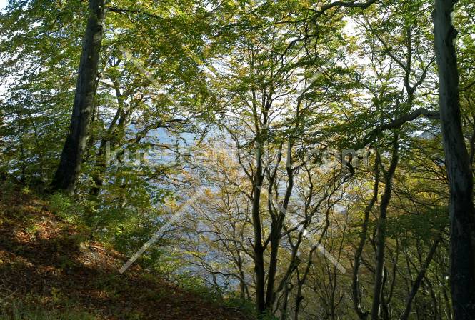 Kreideküste, Herbstwald am Königsstuhl