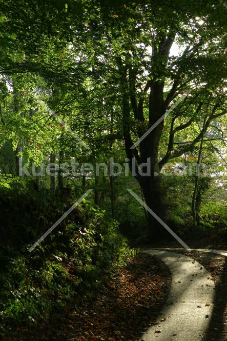 Holnis Herbstweg