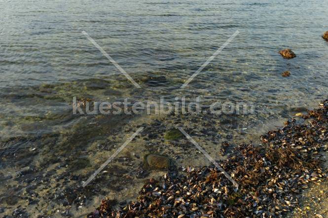 Förde Wassersaum mit Muscheln