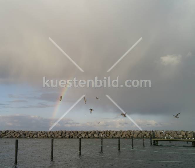 Glowe, Möwenschwarm vor Regenbogen