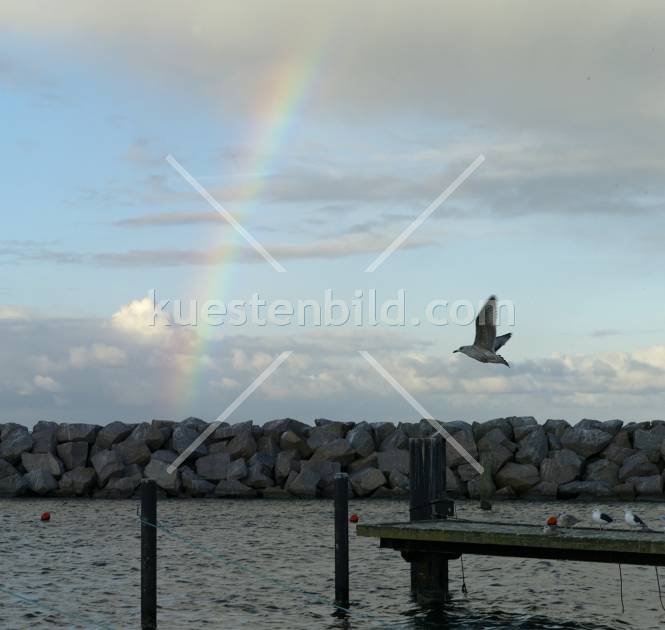 Glowe, Möwe vor Regenbogen